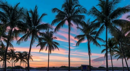Palm trees silhouetted against a colorful sunset sky over a tropical beach